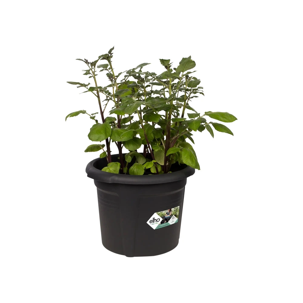 Green Basics Potato Pot 33 cm Black
