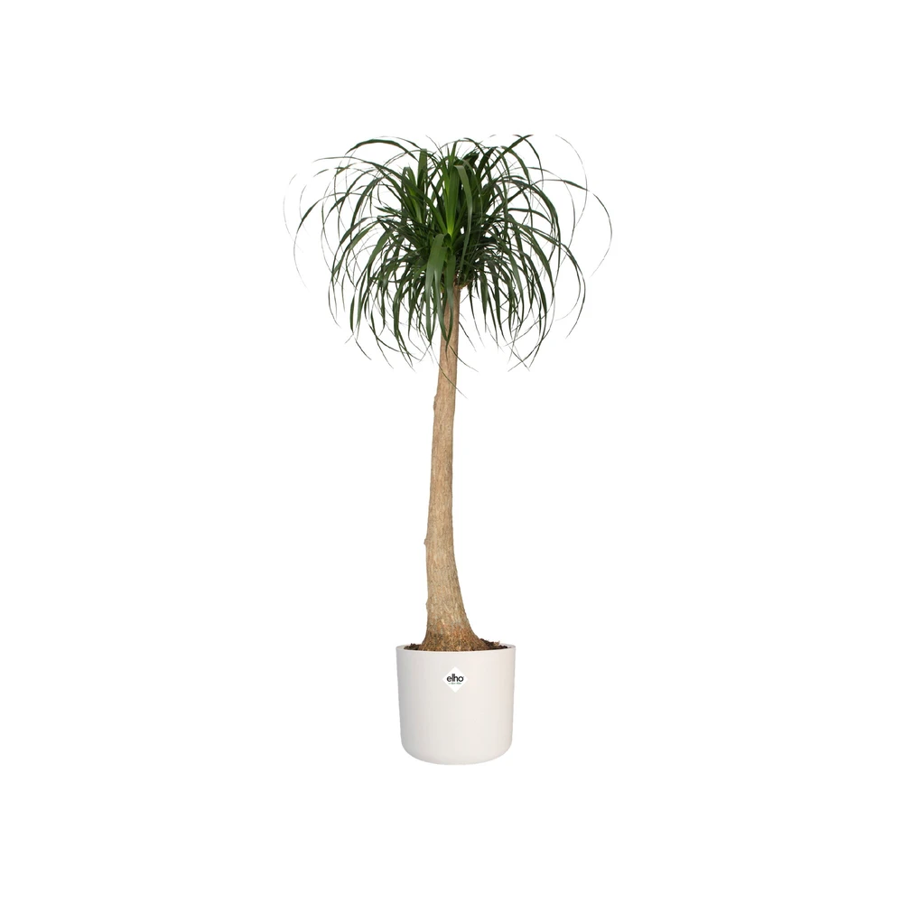 B.For Soft Round 22 cm White