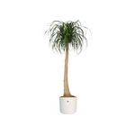 B.For Soft Round 22 cm White