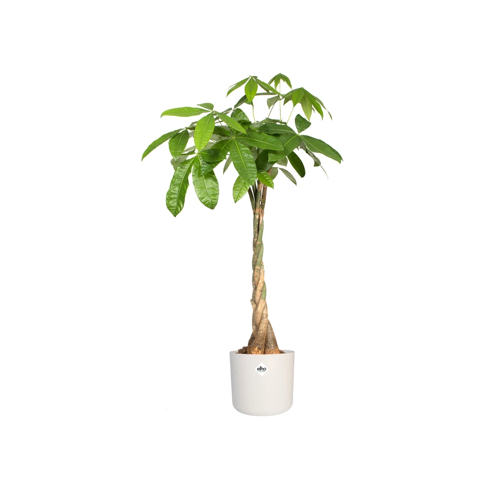 B.For Soft Round 22 cm White
