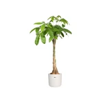 B.For Soft Round 22 cm White