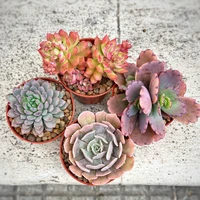 Cactus y Suculentas