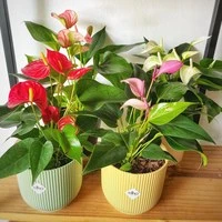 Plantas de Interior