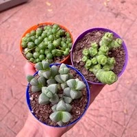 Cactus y Suculentas
