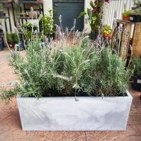 Plantas de Exterior